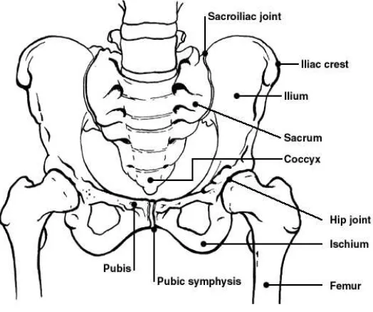 Gambar 1. Tulang Pelvis 