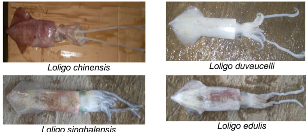 Gambar 4. Jenis cumi-cumi yang tertangkap di perairan utara Rembang