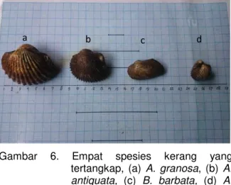 Gambar  6.  Empat  spesies  kerang  yang  tertangkap,  (a)  A.  granosa,  (b)  A.  antiquata,  (c)  B