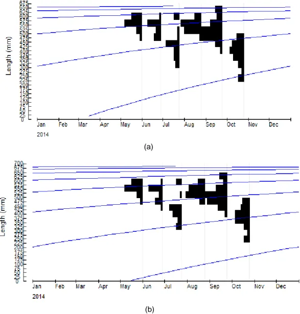 Gambar  2  Sebaran  frekuensi  panjang  ikan  layur  betina  (a)  dan  jantan  (b)  hasil  analisis  program  ELEFAN I