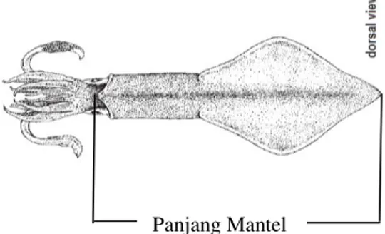 Gambar 1. Pengukuran Panjang mantel cumi-cumi (pandangan dorsal) 