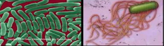 Gambar 1. Bakteri Salmonella  Sumber : (Aguskrisno, 2012) 