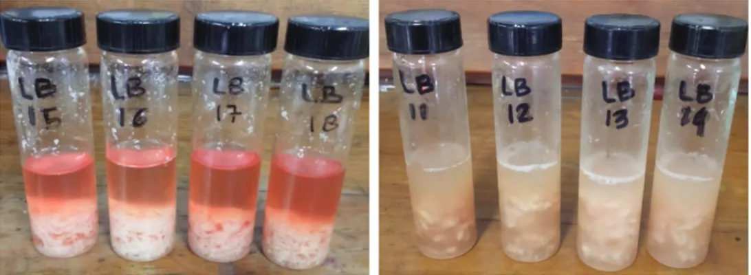 Gambar 2. Media Lactose Broth Sebelum Inkubasi (kiri) dan Hasil Media Lactose  Broth Setelah Inkubasi (kanan) 