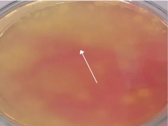 Gambar 1. Pertumbuhan koloni S. aureus pada media MSA (berwarna kuning)  Pertumbuhan  S