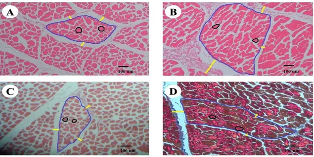 Gambar 1 Mikroanatomi daging kerbau umur muda (A), daging kerbau umur tua (B), daging sapi umur muda (C) dan  daging sapi umur tua (D) dengan pewarnaan Haematoxylin-Eosin (HE)