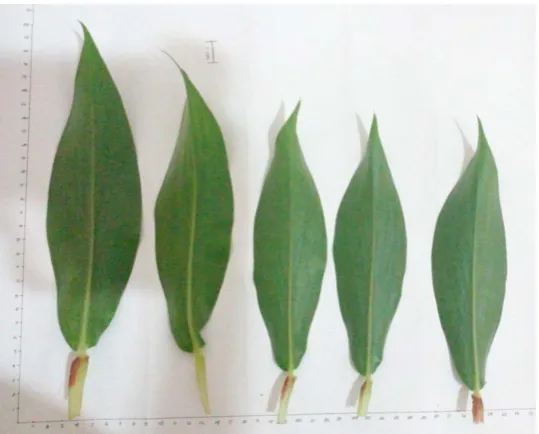 Gambar daun pacing tampak atas 
