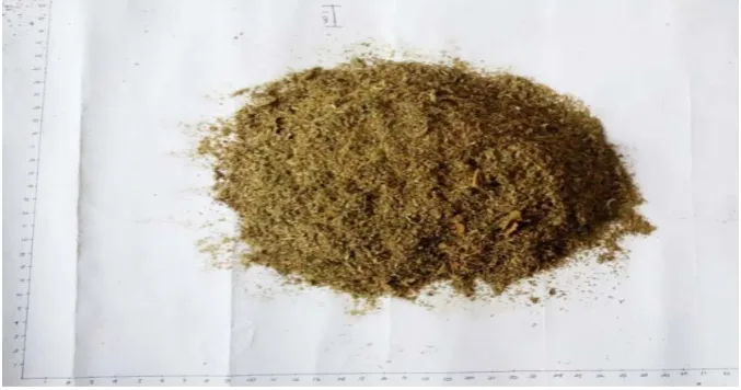 Gambar simplisia kering daun pacing 