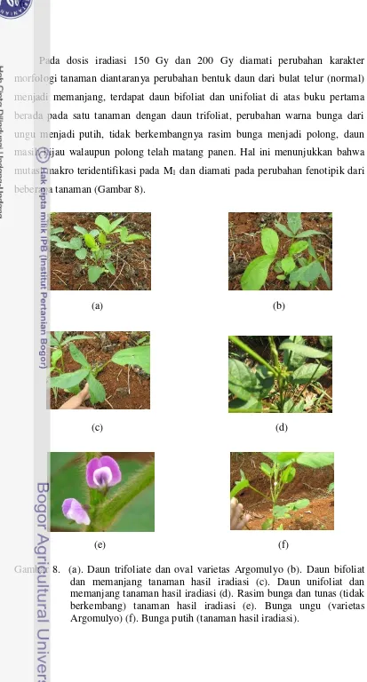 Gambar 8.  (a). Daun trifoliate dan oval varietas Argomulyo (b). Daun bifoliat dan memanjang tanaman hasil iradiasi (c)