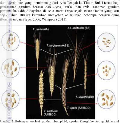 Gambar 2. Hubungan  evolusi  gandum  hexaploid,  spesies T.turgidum  tetraploid berasal                     dari T.uratu dan Ae.speloides, sedangkan T.aestivum berasal dari T.speta yang                    sudah dibudidaya (Shewry 2009; Carver 2009)