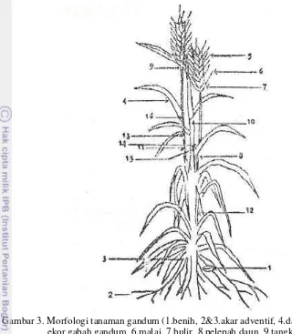 Gambar 3. Morfologi tanaman gandum (1.benih, 2&3.akar adventif, 4.daun, 5.                   ekor gabah gandum, 6.malai, 7.bulir, 8.pelepah daun, 9.tangkai malai,                   10 &11.batang utama, 12.anakan, 13.ruas, 14.daun telinga, 15.lidah         