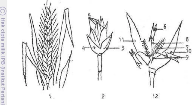 Gambar 4. Malai, bulir dan bunga gandum (1. malai, 2. bulir, 3. gabah atas, 4. Gabah 