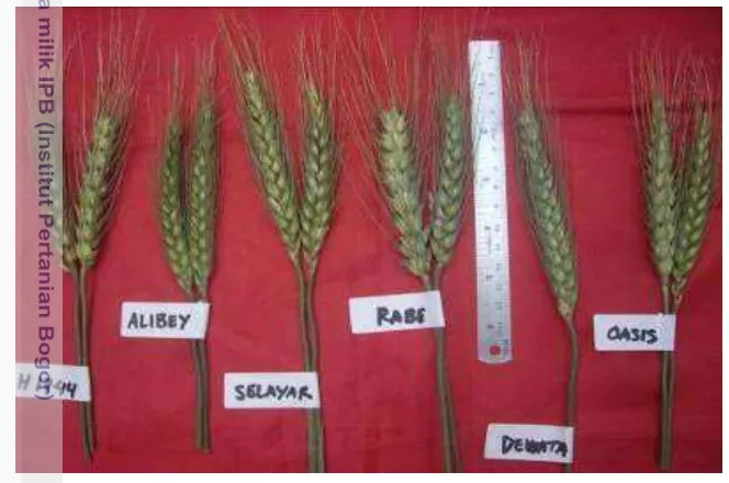 Gambar 7. Bahan tanaman empat genotipe (Alibey, Rabe, Oasis, HP1744) dan dua  