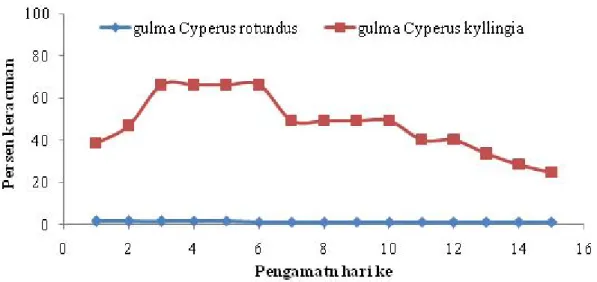 Gambar 5.  Keracunan gulma teki akibat aplikasi cairan ferementasi pulp kakao pada 1 HSA – 15 HSA.