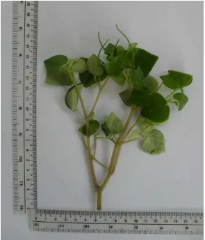 Gambar 7. Herba suruhan (peperomiae pellucidae herba)  