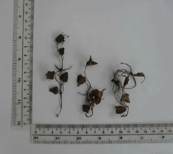 Gambar 8. Simplisia herba suruhan (Peperomiae pellucidae herba) 