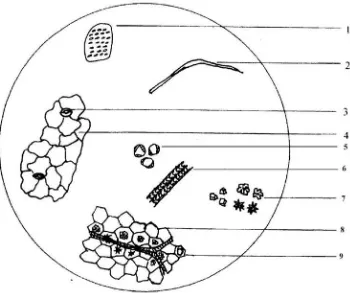 Gambar 9. Mikroskopik serbuk herba suruhan  