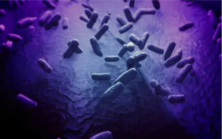 Gambar 2.2 Bacillus subtilis 
