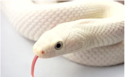 Gambar 6 : ular albino atau ular putih  Sumber  :   http://www.hd-wallpapersdownload.com/desktop-hd-white-snake-wallpaper/  Gambar 7:  Sumber :  http://www.iromegane.com/japan/culture/meaning-of-japanese-tattoo-designs/ 