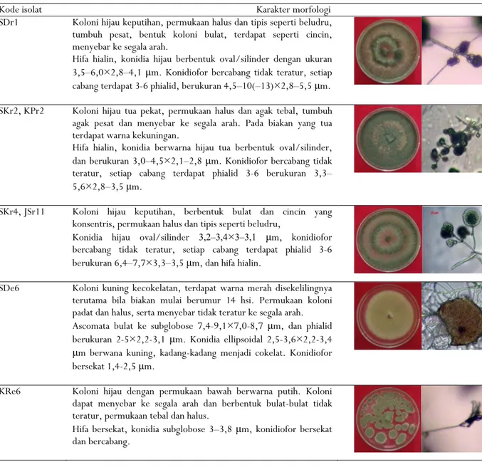 Gambar 1. Morfologi isolat jamur antagonis  Figure 1.   Morphology of antagonistic fungi isolates  