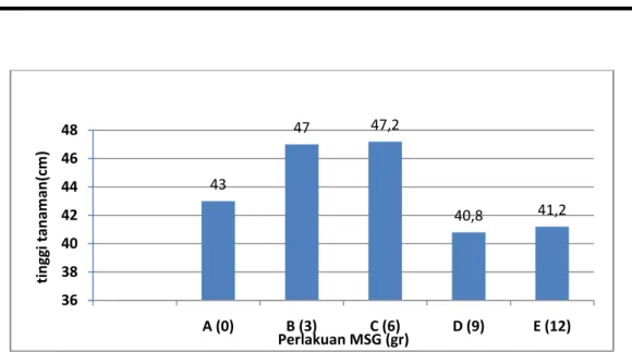 Gambar 1. Grafik pengaruh MSG terhadap rata-rata tinggi tanaman A. hypogeae L 