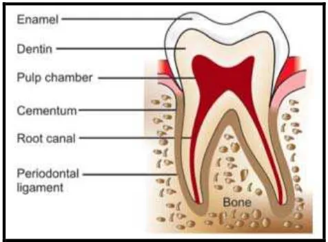 Gambar 1. Anatomi gigi.16 