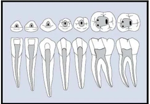 Gambar 2. Komponen   saluran   akar   gigi.18 