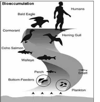 Fig. 3.  An example of the Bioaccumulation 