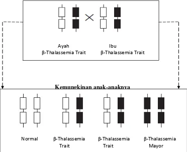 Gambar 2-4: Skema Penurunan gen thalassemia-β (sumber: D.J.Weatherall) 