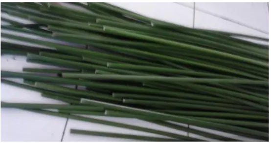 Gambar 1. (a) Tanaman rumput payung, (b) Batang tanaman rumput payung 