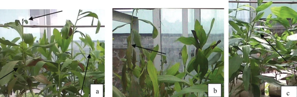 Gambar 9.   Semai Mangium pada kondisi tercekam kekeringan (a) daun kering sebagian menggulung   (b) tajuk mengalami kelayuan  (c) daun normal tanpa kelayuan 