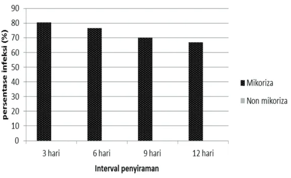 Gambar 1.   Perbandingan rata-rata persentase infeksi mikoriza pada berbagai taraf perlakuan interval  penyiraman 