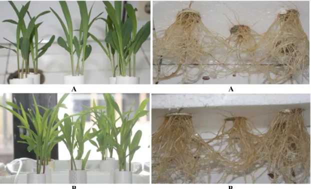 Gambar 1. Pertumbuhan daun 2 minggu setelah tanam (MST) dan akar jagung 3 minggu setelah tanaman (MST) pada kondisi tanpa  cekaman (A) dan pertumbuhan daun dan akar pada kondisi tercekam garam (B)