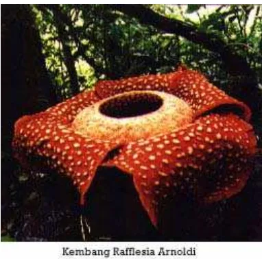 Gambar 3 . Rafflesia arnoldi,  Jenis langka tumbuh di dataran rendah 