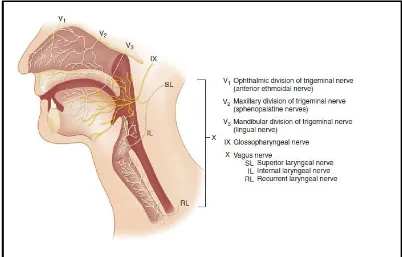Gambar 2.4 : Persarafan sensorik saluran nafas1