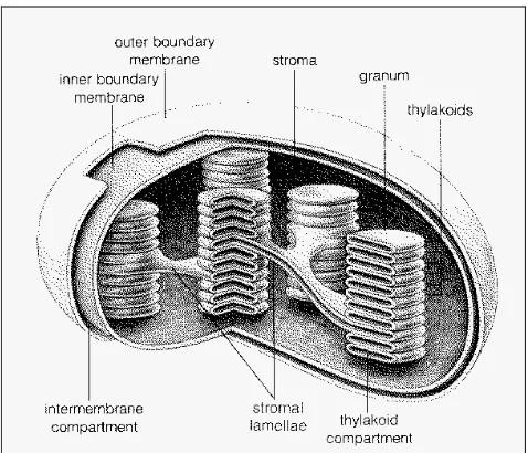 Gambar 5 Skema bangun kloroplas. Kloroplas merupakan organel semi-otonom pada sel tanaman