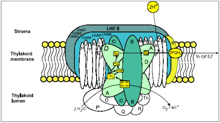 Gambar 7 Diagram skematik pusat reaksi PSII (PSII RC). PSII RC terdiri atas core heterodimer yang tersusun dari protein D1 dan D2