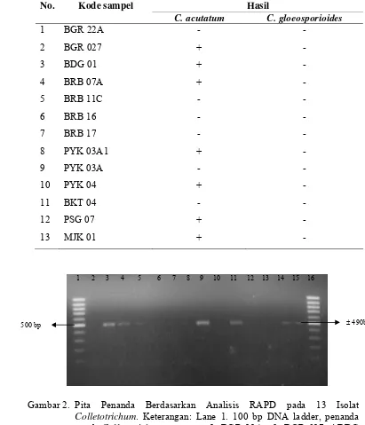 Tabel 3.  Hasil Analisis Berdasarkan Marka RAPD Menggunakan Dua Primer Pada 13 Isolat Colletotrichum (Sumber: Widodo (2006), komunikasi pribadi) 