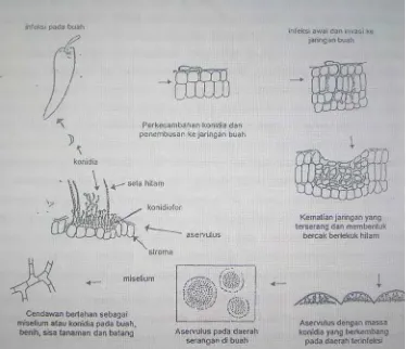 Gambar 4.  Siklus Penyakit Antraknosa yang Disebabkan oleh Colletotrichum sp. (Sumber: Agrios 1997 yang dimodifikasi)  