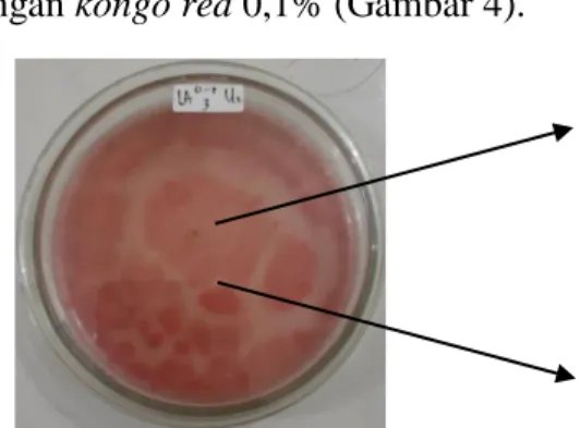 Gambar  4.  Fungi  Selulolitik  yang  membentuk  zona  bening  pada  media  CMC  dengan                               kongo red 0,1% 