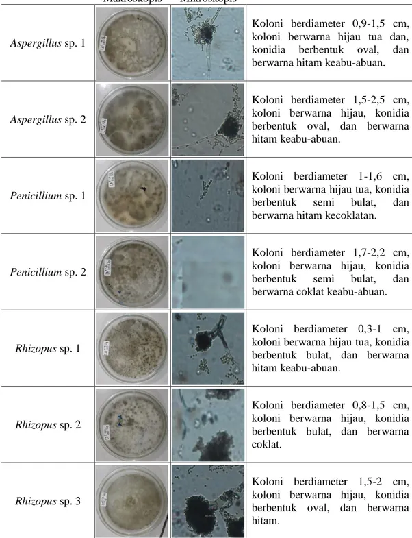 Tabel 6. Karakteristik Isolat Fungi Pelarut Fosfat  Jenis Fungi  Pengamatan 