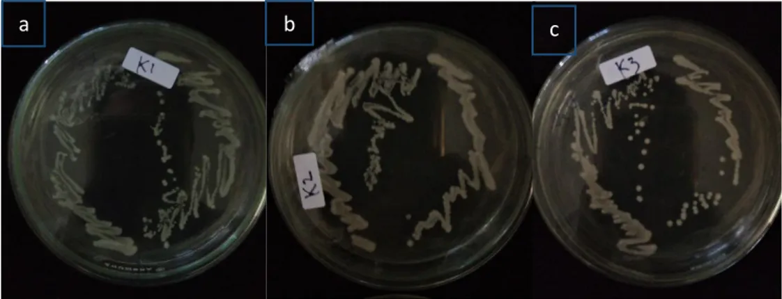 Gambar 1. Morfologi koloni isolate khamir K1 (a), K2 (b), dan K3 (c) 