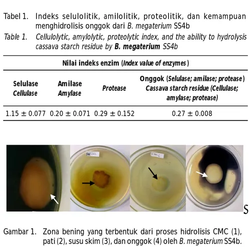 Table 1. Cellulolytic, amylolytic, proteolytic index, and the ability to hydrolysis cassava starch residue by B