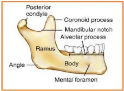 Gambar 1. Gambaran anatomi mandibula          dari sisi depan regio kanan10 