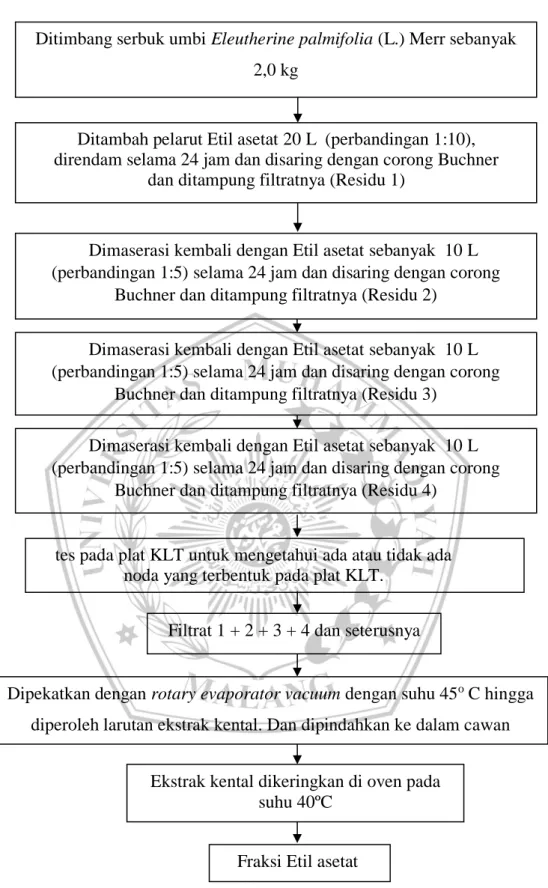 Gambar 4. 3. Bagan Alir Proses Ekstraksi Bahan Uji dengan Pelarut  Etil  asetat Sesi Kedua 