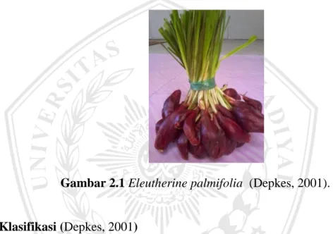 Gambar 2.1 Eleutherine palmifolia  (Depkes, 2001). 