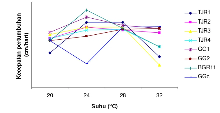 Gambar 5  Suhu optimum  pertumbuhan C. gleosporioides  (TJR1, TJR2, TJR3, TJR4,  GG1, GG2 dan BGr11) dan C