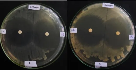 Gambar 2. Daya hambat antibiotik klindamisin terhadap bakteri Staphylococcus aureus 