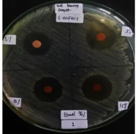 Gambar 3. Daya hambat ekstrak etanol umbi Bawang Dayak terhadap bakteri Staphylococcus  aureus 