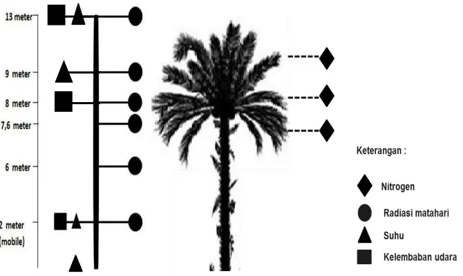 Gambar 4 Pengukuran radiasi dibawah kanopi dengan menggunakan   triangular methodpada tanaman kelapa sawit umur 8 dan 10 tahun (kiri) dan pengukuran radiasi pada kelapa sawit muda ( 4 tahun) (kanan) (Awal et al 2005)