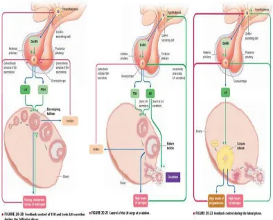 Gambar 2.2. Kontrol fungsi ovarium, ovulasi, dan korpus luteum 